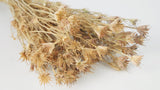 Nigelle orientale - 1 botte - Couleur naturelle
